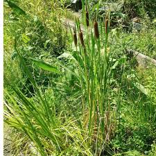 Attēlu rezultāti vaicājumam “Typha latifolia”