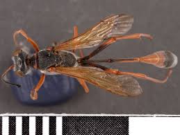 Attēlu rezultāti vaicājumam “Ammophila sp.”