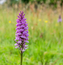 Attēlu rezultāti vaicājumam “Dactylorhiza maculata”
