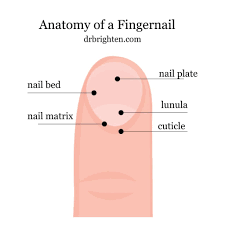 Image result for lunula nail