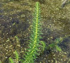 Attēlu rezultāti vaicājumam “Hippuris vulgaris”