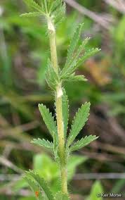 Attēlu rezultāti vaicājumam “Potentilla arenaria leaf”