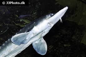 Image result for Huso brevirostrum