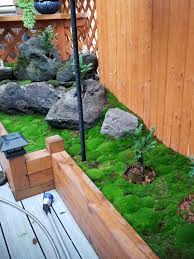 Attēlu rezultāti vaicājumam “Bryum caespiticium sporophyte”