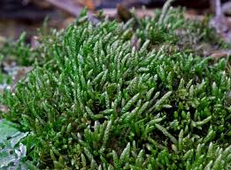 Attēlu rezultāti vaicājumam “Myurella julacea”