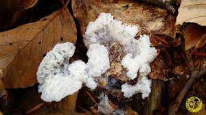 Attēlu rezultāti vaicājumam “Symphytocarpus trechisporus spores”