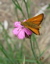 Attēlu rezultāti vaicājumam “Thymelicus sylvestris underside”