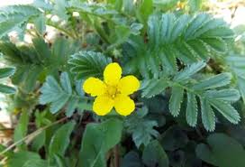 Image result for Potentilla anserina