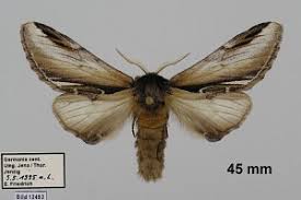 Attēlu rezultāti vaicājumam “Pheosia gnoma male”