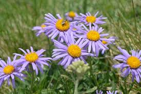 Image result for Aster alpinus