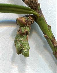 Attēlu rezultāti vaicājumam “Taxus baccata bud”