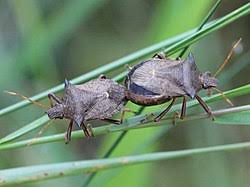 Attēlu rezultāti vaicājumam “Picromerus bidens”