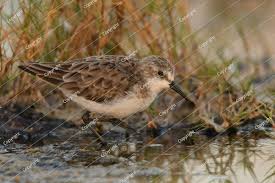 Attēlu rezultāti vaicājumam “Calidris minuta”