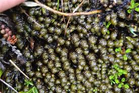 Attēlu rezultāti vaicājumam “Jamesoniella autumnalis sporophyte”