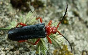 Attēlu rezultāti vaicājumam “Rhamnusium bicolor”