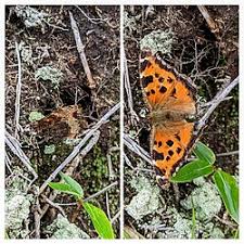 Attēlu rezultāti vaicājumam “Nymphalis xanthomelas upperside”