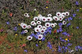 Image result for Dimorphotheca pluvialis