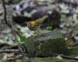 Image result for Hylocichla mustelina