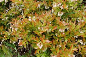 Attēlu rezultāti vaicājumam “Vaccinium angustifolium”