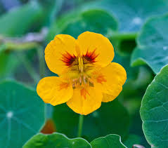 Attēlu rezultāti vaicājumam “Tropaeolum majus flower”