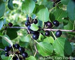 Attēlu rezultāti vaicājumam “Rhamnus cathartica fruit”