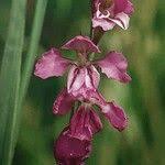 Attēlu rezultāti vaicājumam “Gladiolus imbricatus fruit”