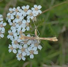Attēlu rezultāti vaicājumam “Gillmeria pallidactyla”