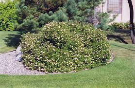 Attēlu rezultāti vaicājumam “Potentilla”