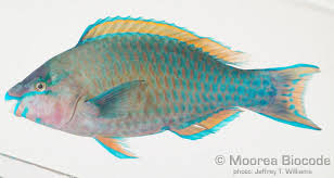 Image result for Scarus psittacus