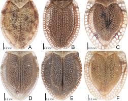 Attēlu rezultāti vaicājumam “Acalypta carinata”