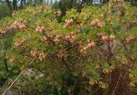 Attēlu rezultāti vaicājumam “Enkianthus campanulatus”