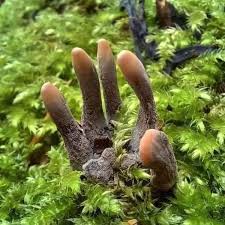 Attēlu rezultāti vaicājumam “Diderma rufostriatum spores”