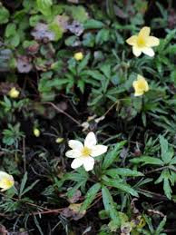 Attēlu rezultāti vaicājumam “Anemone x lipsiensis leaf”