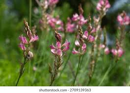 Attēlu rezultāti vaicājumam “Onobrychis arenaria fruit”