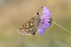 Attēlu rezultāti vaicājumam “Platyptilia tesseradactyla”