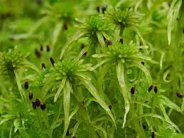 Attēlu rezultāti vaicājumam “Sphagnum fimbriatum”