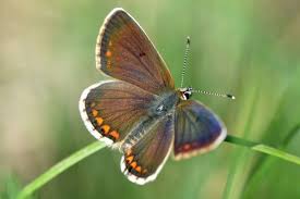 Attēlu rezultāti vaicājumam “Aricia artaxerxes”