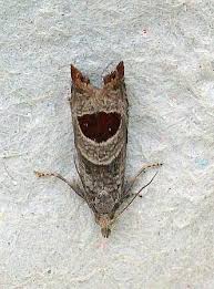 Attēlu rezultāti vaicājumam “Notocelia uddmanniana”