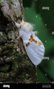 Attēlu rezultāti vaicājumam “Leucodonta bicoloria”