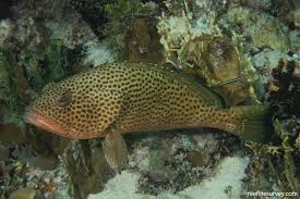 Image result for Epinephelus guttatus