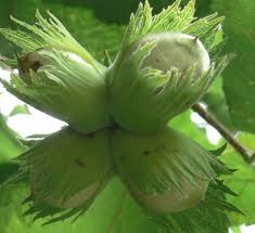 Attēlu rezultāti vaicājumam “Corylus avellana fruit”