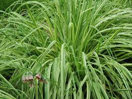 Attēlu rezultāti vaicājumam “Molinia caerulea leaf”