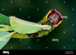 Attēlu rezultāti vaicājumam “Cerura vinula larva”