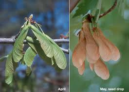 Attēlu rezultāti vaicājumam “Acer saccharinum”