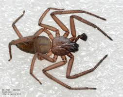 Attēlu rezultāti vaicājumam “Gnaphosidae”