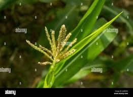 Attēlu rezultāti vaicājumam “Zea mays female flower”