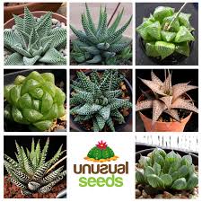 Image result for Haworthia mix