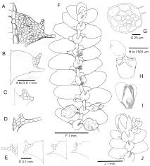 Attēlu rezultāti vaicājumam “Jungermanniopsida”