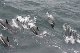 Image result for Leucopleurus acutus