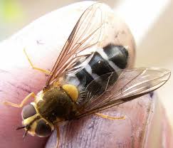 Attēlu rezultāti vaicājumam “Leucozona glaucia”